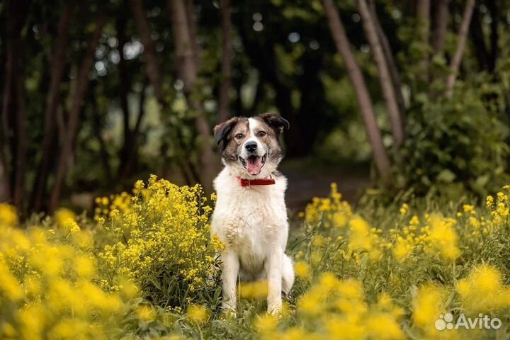 Дружелюбный Дьюк собака из приюта в добрые руки