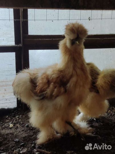 Петушки китайские шелковые