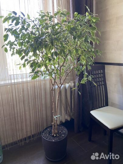Фикус бенджамина