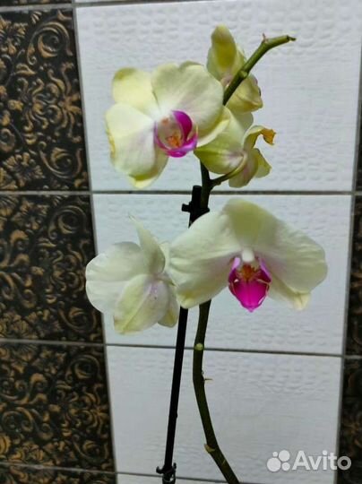 Орхидея фаленопсис