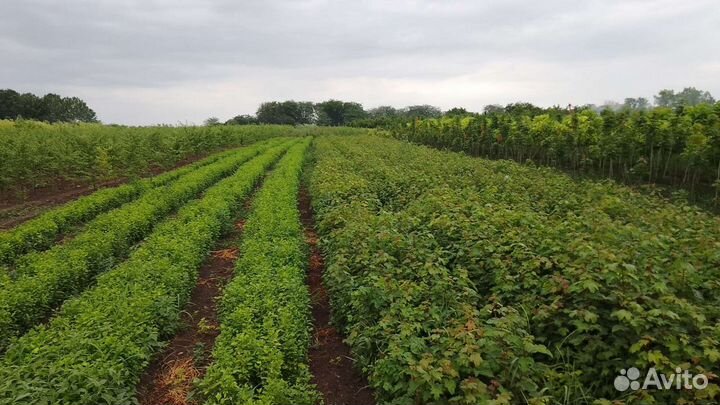 Вяз клён дуб ива тополь