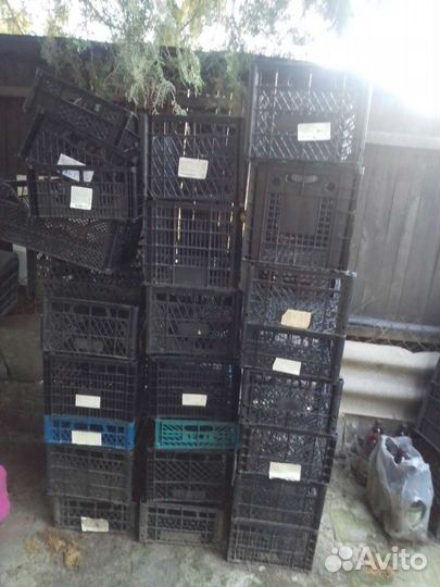 Пластиковые ящики для овощей бу