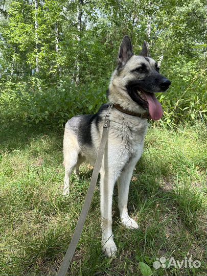 Восточноевропейская овчарка Карат