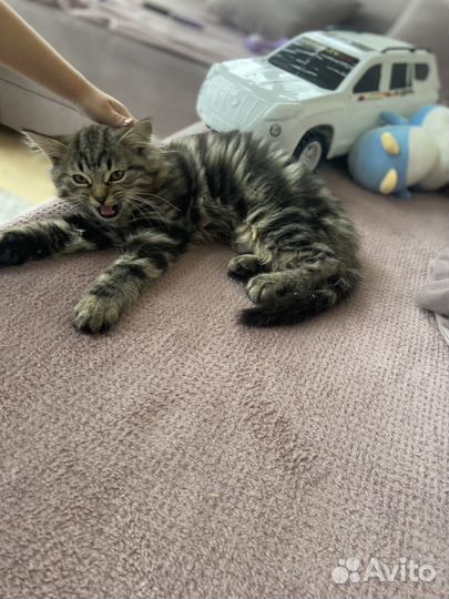 Шотланский котенок