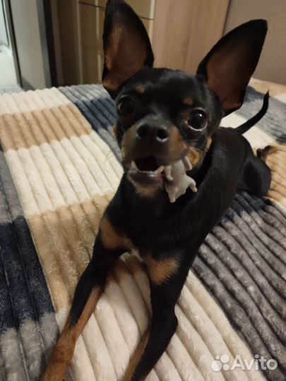 Вязка той-терьер