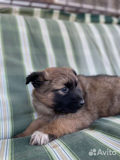 Маленькие собачки