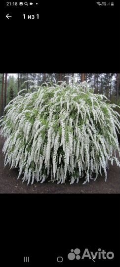 Спирея в ассортимете