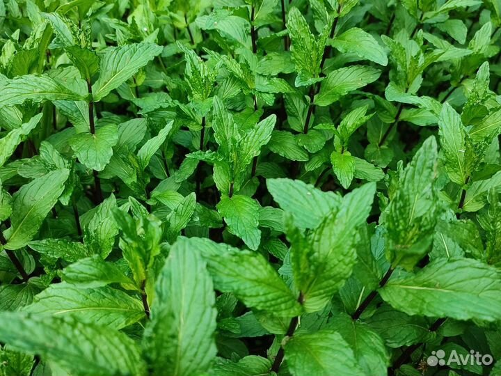 Мята перечная и мелиса