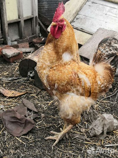 Куры петухи