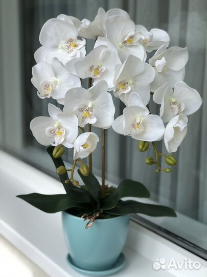 Декоративная орхидея
