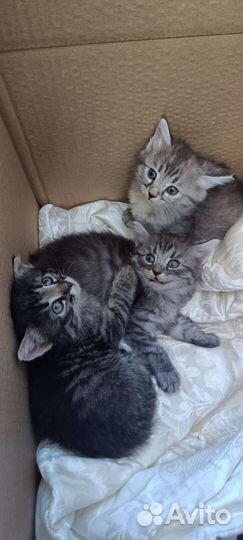 Кошечки в добрые ручки