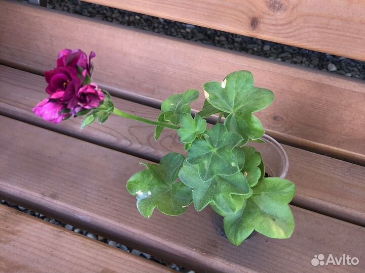 Герань пеларгония