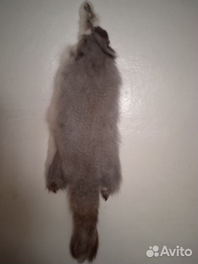Шкурка белочки