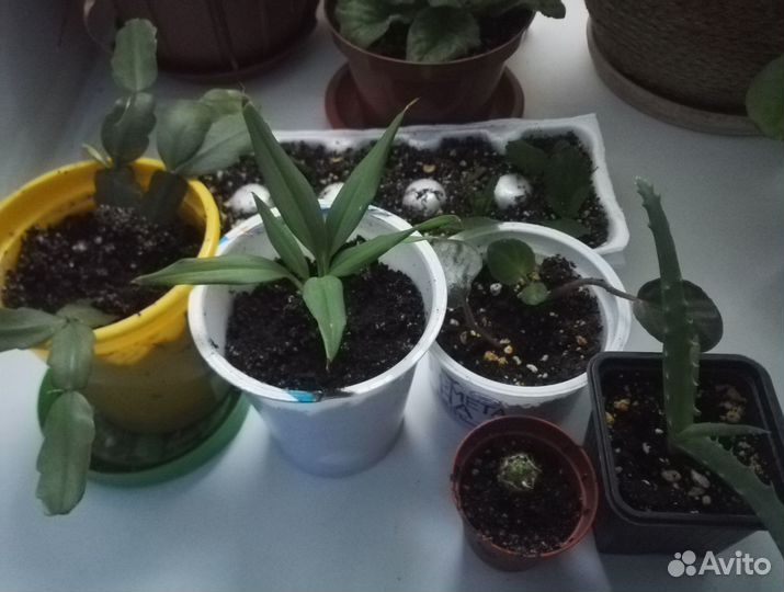 Комнатные цветы фикус драцена фиалки орхидея