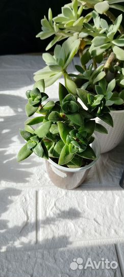 Крассулы (суккуленты)