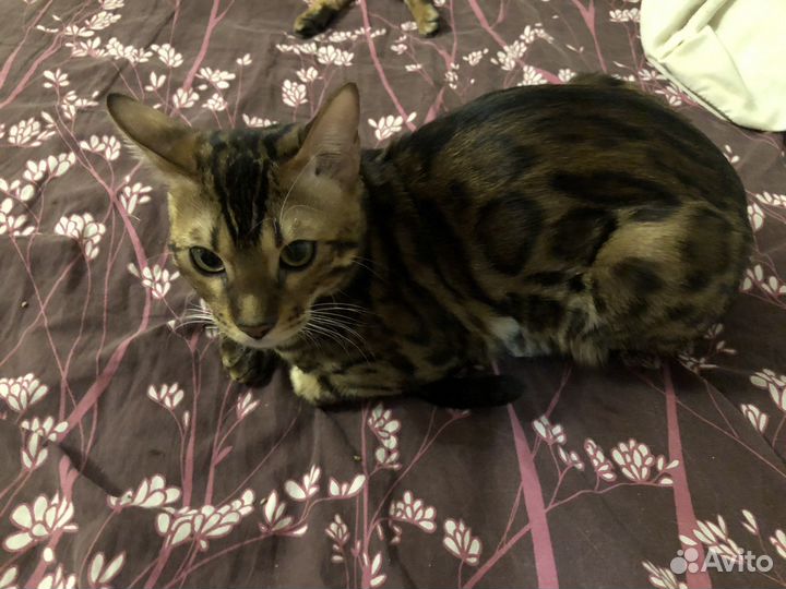 Бенгальская