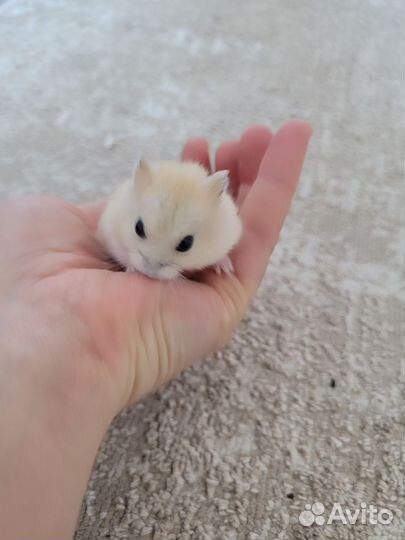 Джунгарский хомяк