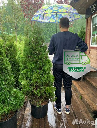 Туя Колумна доставка