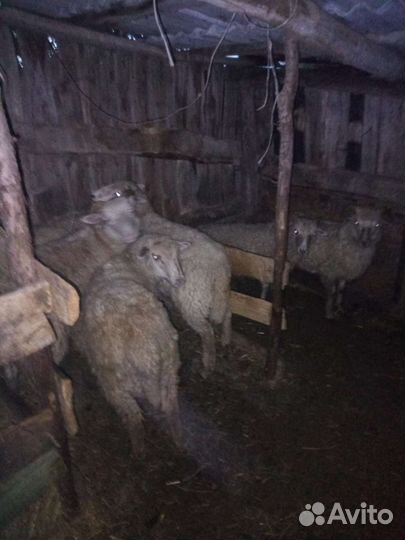 Овцы бараны ягнята