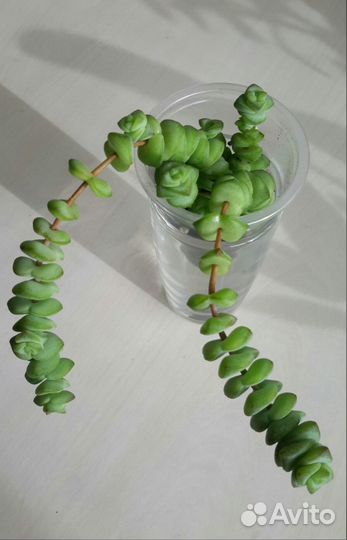 Филодендрон дольчатый Сингониум Жаде Крассула Марн