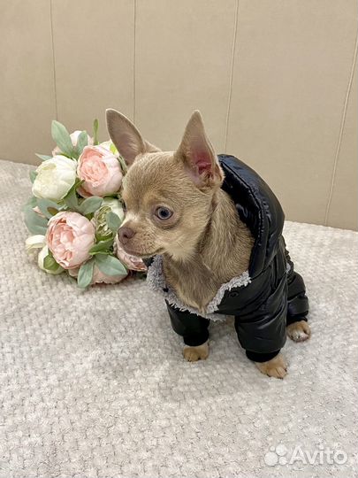 Зимний комбинезон для собаки