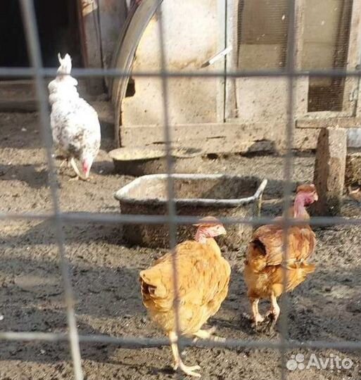 Молодки несушки петушки курочки