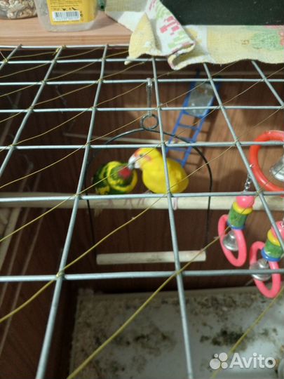 Попугай какарик