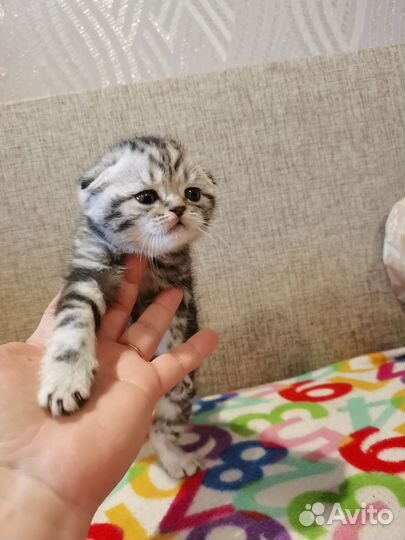 Шотландские котята