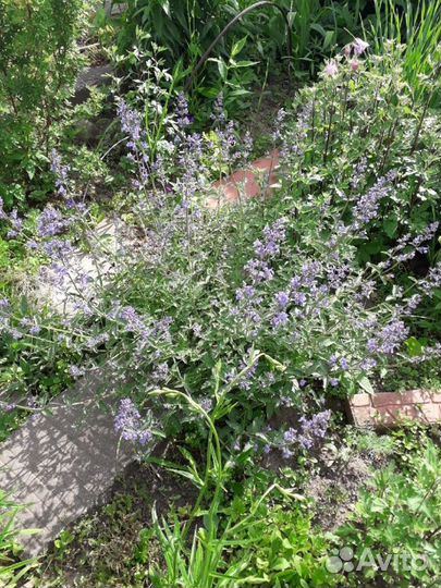 Роджерсия, бруннера, лавандовый котовник и др