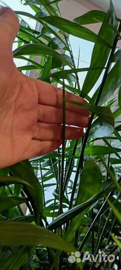Пальма хамедорея