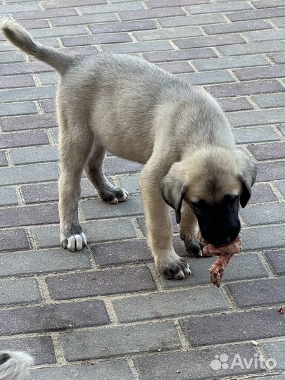 Щенки турецкого кангала