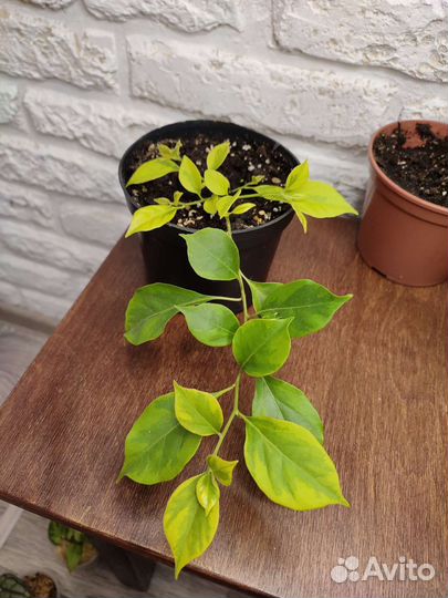 Комнатные цветы Бугенвилия