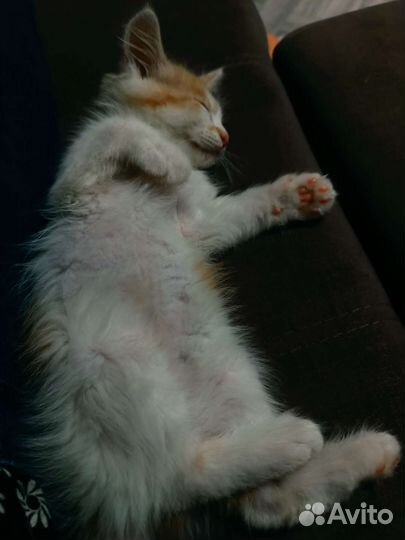 Котята в добрые руки бесплатно