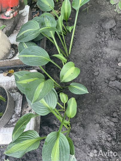 Растения в сад