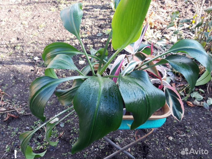 Домашние цветы