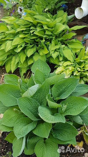 Хоста (разные сорта, 10 видов)