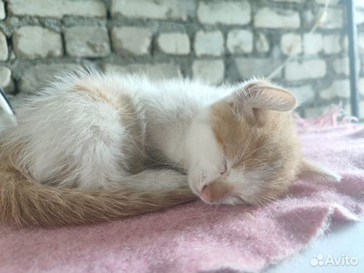 Пушистые комочки ищут друга