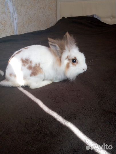 Декоративные кролики