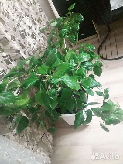 Гибискус-Китайская Роза