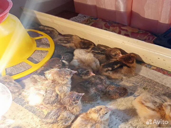Цыплята суточные