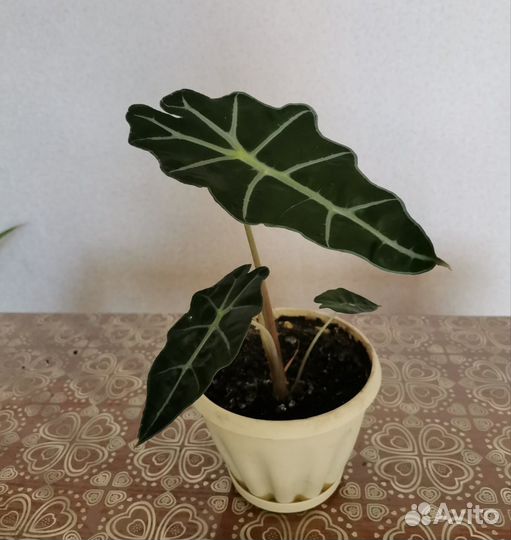 Комнатные цветы