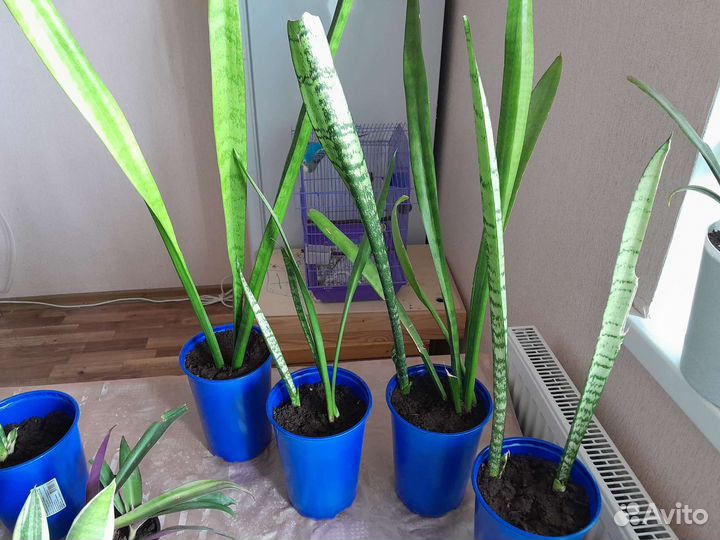 Сансевиерия