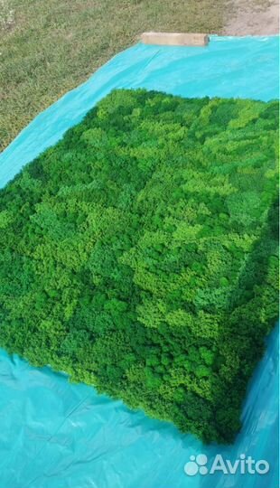 Природная красота в доме с эко панелями из мха