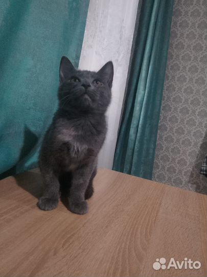 Отдам в добрые руки