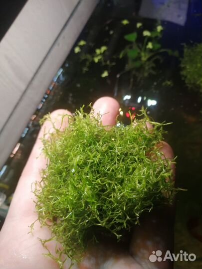 Плавающий мох для аквариума