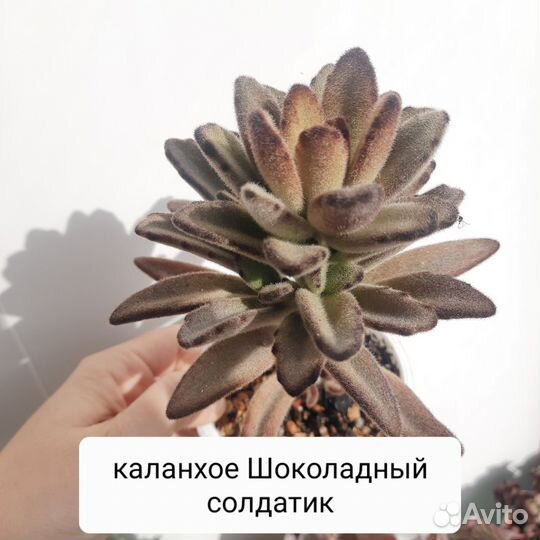 Каланхоэ суккуленты