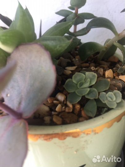 Кактусы и суккуленты, мини садики