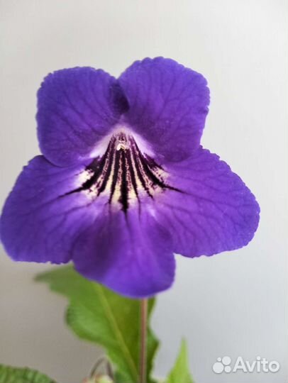 Стрептокарпус