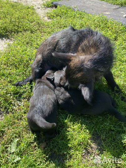 Щенки отдам