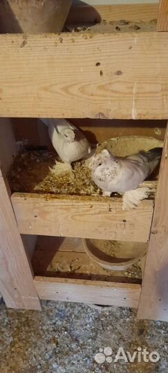 Продажа голубей